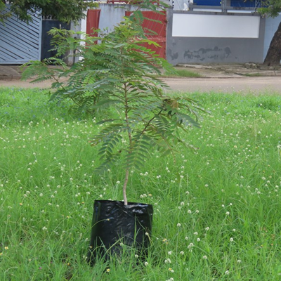 Dia 21 de Março - Dia da Árvore